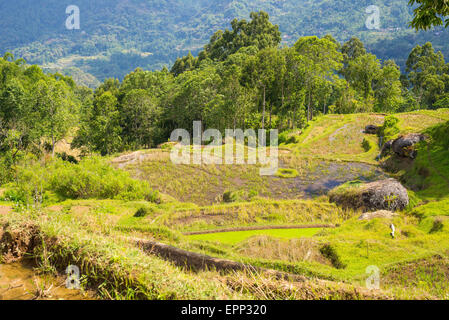 Atemberaubende Landschaft mit Reisfeldern in den Bergen von Batutumonga, Tana Toraja, Süd-Sulawesi, Indonesien. Panorama-Blick. Stockfoto