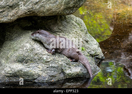 Europäischen Fischotter (Lutra Lutra) sitzen auf Felsen im Fluss Stockfoto