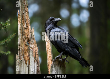 Gemeinsamen Raven / northern Rabe (Corvus Corax) thront auf Baumstumpf im Wald Stockfoto
