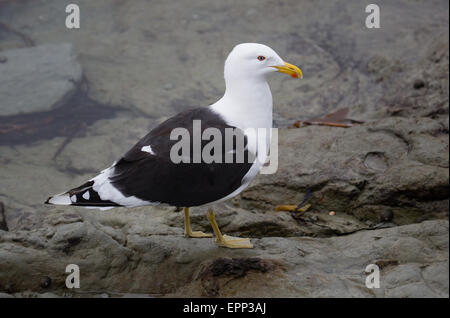 Südliche Schwarze Backed Gull Larus Dominicanus auf eine felsige Küste Neuseeland Stockfoto