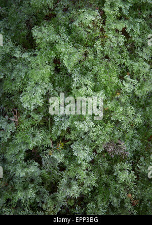 Üppigen Wachstum der epiphytischen Farn Hymenophyllum Rarum Kleidung einen Baumstamm in den südlichen Alpen auf der Südinsel Neuseelands Stockfoto