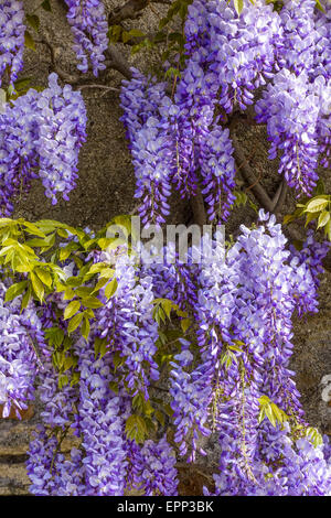 Villa d Este, Tivoli, Latium, Italien, UNESCO-Weltkulturerbe Stockfoto