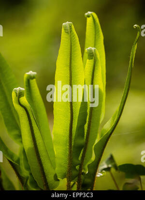 Neue keimhaft Wedel des Harts Zunge Farn Asplenium Scolopendrium in einem Frühling Waldgebiet im Vereinigten Königreich Stockfoto