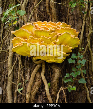 Huhn des Woods Laetiprorus Sulphureus Halterung Pilzes auf Eichenstamm in Prioren Holz in North Somerset UK Stockfoto