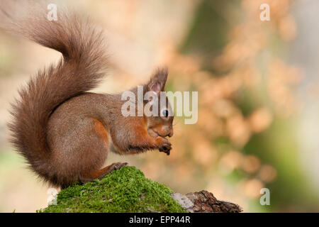 Eichhörnchen (Sciurus Vulgaris) in den Wald, Hochland, Schottland, Großbritannien Stockfoto