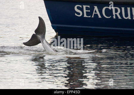 Der Große Tümmler (Tursiops Truncatus) tauchen neben einem Delphinbeobachtungen Boot, Moray Firth, Scotland, UK Stockfoto