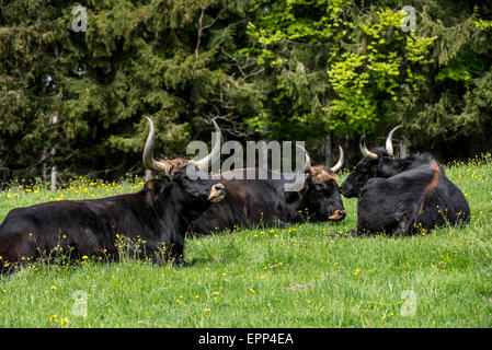 Teufel (Bos Domesticus) Viehherde ruhen im Feld. Versuch, die ausgestorbenen prähistorischen Auerochse (Bos Primigenius) zurück zu züchten Stockfoto