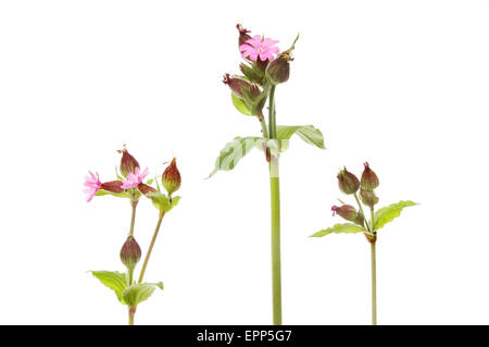 Gruppe von Red Campion Wildblumen und Samenköpfe isoliert gegen weiß Stockfoto