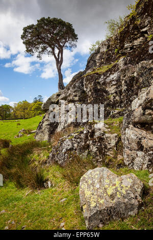 Ein einsamer Baum auf einem Felsvorsprung am Ufer des Buttermere, Lake District, Cumbria Stockfoto