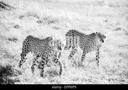 Botswana - Juni 1, 1999: geparden im Moremi Game Reserve, Botswana auf Juni 1,1999. Stockfoto