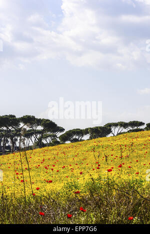 Blumen auf Weide, Latium, Italien Stockfoto