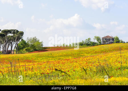 Blumen auf Weide, Latium, Italien Stockfoto