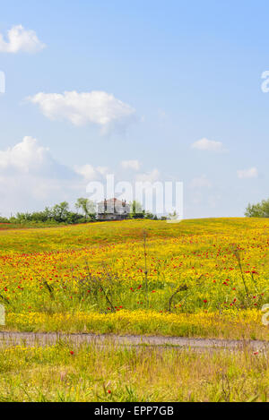 Blumen auf Weide, Latium, Italien Stockfoto