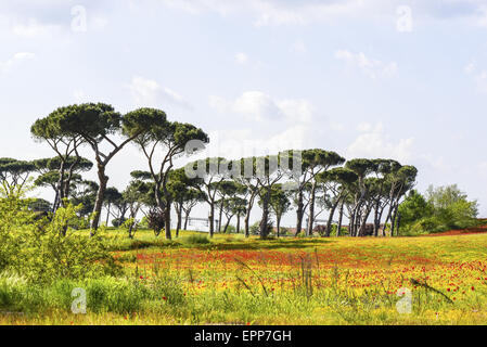 Blumen auf Weide, Latium, Italien Stockfoto