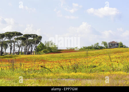 Blumen auf Weide, Latium, Italien Stockfoto