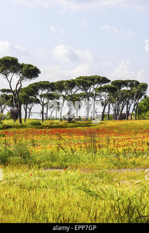 Blumen auf Weide, Latium, Italien Stockfoto