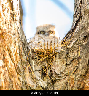 Eulen, neue geboren große gehörnte Owlet thront auf einem Nest im Kiefer-Baum-Hohlraum, Idaho Stockfoto