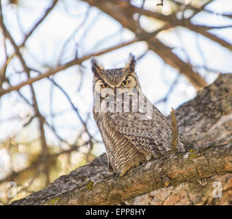 Eulen, große gehörnte Eule auf einem Ast der Kiefer thront. Boise, Idaho, USA Stockfoto