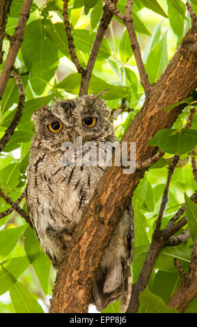 Eulen, Western Käuzchen thront auf einem Ast. Idaho Stockfoto