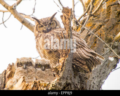 Große gehörnte Eule, Eulen und Neugeborenen Nestlingszeit thront im Nest von Baum-Hohlraum. Bose River Greenbelt, Boise. Idaho Stockfoto