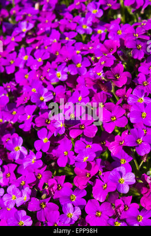 Nahaufnahme von einem großen Fleck Aubrieta Deltoidea oder lila Rock Kresse. Stockfoto