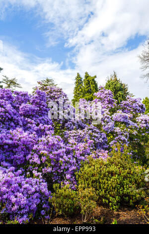 Schön, Botanischer Garten im Frühjahr mit violetten Azalee Busch in voller Blüte Stockfoto