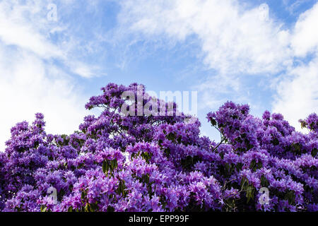 Schön, Botanischer Garten im Frühjahr mit violetten Azalee Busch in voller Blüte Stockfoto
