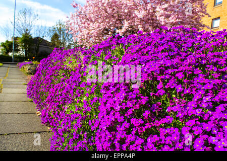 Nahaufnahme von einem großen Fleck Aubrieta Deltoidea oder lila Rock Kresse. Stockfoto