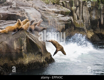 Eine Gruppe von Stellar Seelöwen versammeln sich auf einem Felsvorsprung. Stockfoto