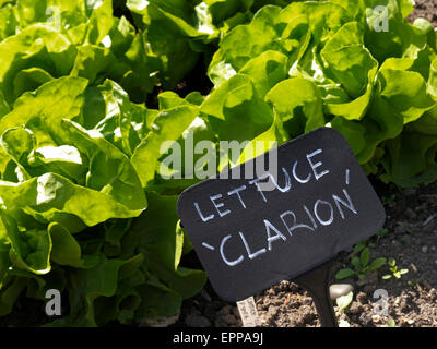 Salat "Clarion" in einem sonnendurchfluteten Gemüsegarten wachsen Stockfoto