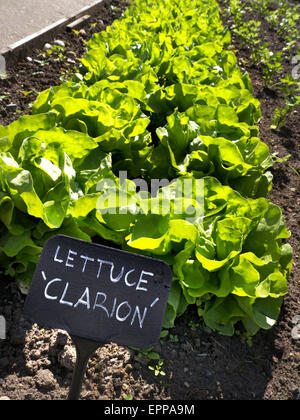 Salat "Clarion" in einem sonnendurchfluteten Gemüsegarten wachsen Stockfoto