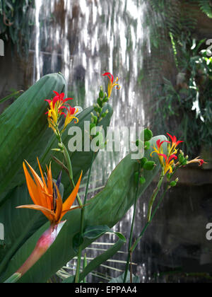 Strelitzia reginae der Vogel der Paradiesblume und anderer tropischer Blumen in einer üppigen warmen exotischen Umgebung mit Wasserfall dahinter Stockfoto