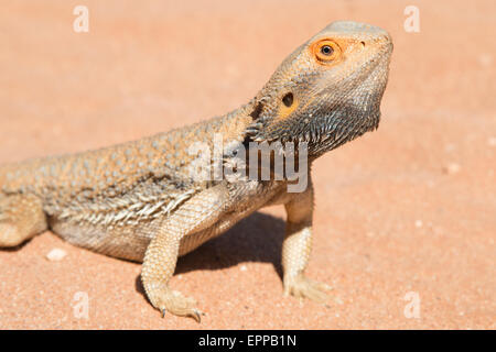 Östlichen Bearded Dragon (Pogona Barbata) Stockfoto