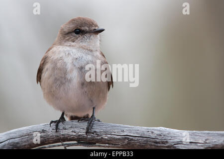 Jacky Winter (Microeca Fascinans) Stockfoto