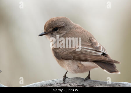 Jacky Winter (Microeca Fascinans) Stockfoto