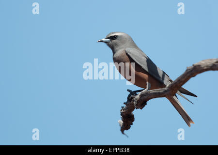 Weißer-browed Woodswallow (Artamus Superciliosus) Stockfoto