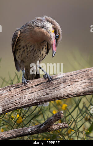 Langusten-cheeked Honigfresser (Acanthagenys Rufogularis) Stockfoto