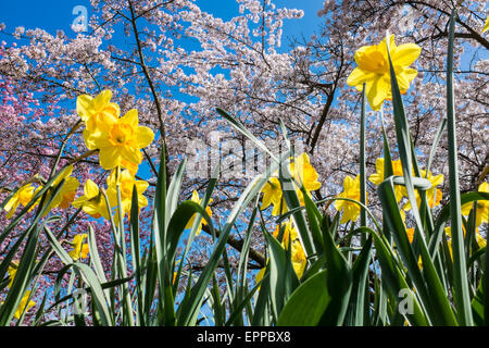 Frühling Narzissen mit blühenden Bäumen und blauen Himmel im Hintergrund Stockfoto