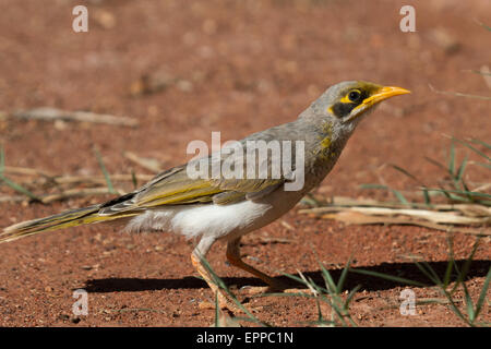 Gelb-throated Miner (Manorina Flavigula) Stockfoto