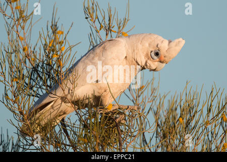 Nacktaugenkakadu (Cacatua sanguineaund) Stockfoto