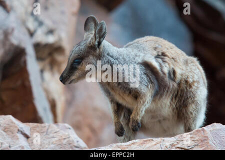 Black-footed Rock-Wallaby (Petrogale Lateralis) Stockfoto