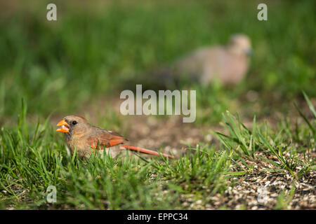 Weiblichen nördlichen Kardinal Nahrungssuche auf dem Boden mit einer Trauer Taube im Hintergrund auch auf der Suche nach Samen für Samen; Stockfoto