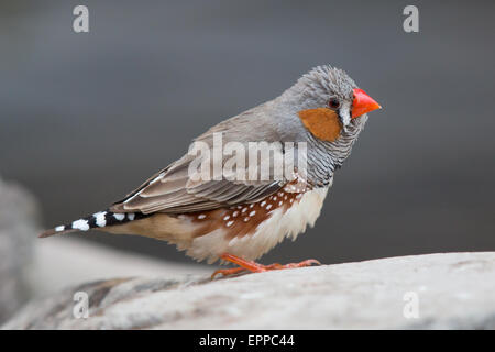 männlichen Zebrafinken (Taeniopygia Guttata) Stockfoto