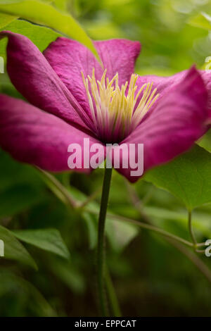 Magenta Clematis Blüte mit grünem Hintergrund jedoch unscharf Stockfoto