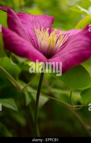 Magenta Clematis Blüte mit grünem Hintergrund jedoch unscharf Stockfoto