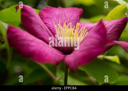 Magenta Blume mit grünen Hintergrund jedoch unscharf Stockfoto