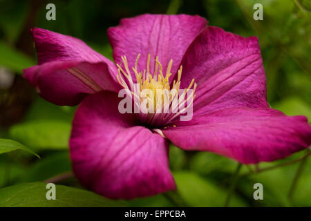 Clematis-Blüte mit grünem Hintergrund jedoch unscharf Stockfoto