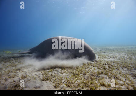 Dugong einen Indo pacific Verwandten der Seekühe, frisst Seegras auf Abu Dabbab einer Bucht nördlich von Marsa Alam im Süden von Ägypten. Stockfoto