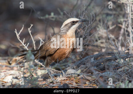 Grau-gekrönter Schwätzer (Pomatostomus Temporalis) Stockfoto