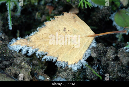 Muster der Blätter im Herbst auf den Boden mit weißer Kristall Rime Raureif Grenze Closeup fallen Stockfoto